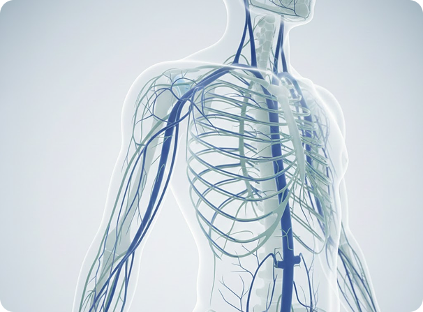 Vascular body scan — full aorto-iliac CTA